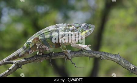 2. September 2022, Oblast Odessa, Ukraine, Osteuropa: Chamäleon mit offenem Mund sitzt auf einem Ast und schaut sich um. Panther-Chamäleon (Furcifer pardalis). Nahaufnahme (Bild: © Andrey Nekrasov/ZUMA Press Wire) Stockfoto