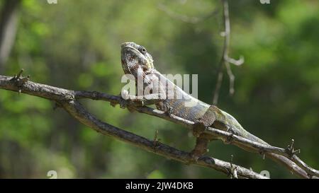 2. September 2022, Oblast Odessa, Ukraine, Osteuropa: Chamäleon mit offenem Mund sitzt auf einem Ast und schaut sich um. Panther-Chamäleon (Furcifer pardalis). Nahaufnahme (Bild: © Andrey Nekrasov/ZUMA Press Wire) Stockfoto