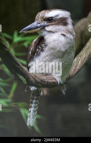 Eine entzückende lachende Kookaburra (Dacelo novaeguineae) auf einem Baumzweig in Nahaufnahme Stockfoto