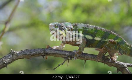 2. September 2022, Oblast Odessa, Ukraine, Osteuropa: Chamäleon mit offenem Mund sitzt auf einem Ast und schaut sich um. Panther-Chamäleon (Furcifer pardalis). Nahaufnahme (Bild: © Andrey Nekrasov/ZUMA Press Wire) Stockfoto