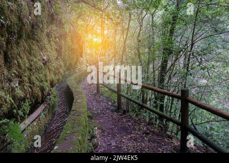 Landschaft mit Waldvegetation im Naturpark Los Tiles, Insel La Palma, Spanien Stockfoto