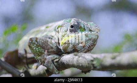 2. September 2022, Oblast Odessa, Ukraine, Osteuropa: Die Nahaufnahme einer Fliege stört Chameleon, der während der Mauser auf einem Ast liegt. Panther-Chamäleon (Bild: © Andrey Nekrasov/ZUMA Press Wire) Stockfoto