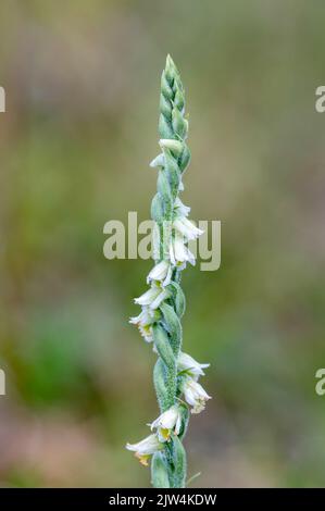 Die Herbstlady-Locken (Spiranthes spiralis) blühen auf Kreidegrasen in Noar Hill, Hampshire, England, Großbritannien Stockfoto