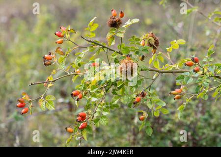 Farbenfrohe Hagebutten und Robin's Nadelkissen-Kugeln auf wildem Rosenbusch in Noar Hill, Hampshire, England, Großbritannien Stockfoto