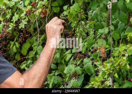 Mann pflückt Brombeeren aus Bramble Bush im Spätsommer im Frühherbst, England, Großbritannien, und pflückt Früchte auf dem Land Stockfoto