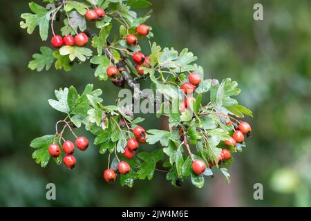 Weißdornbeeren, viele rote Beeren auf Weißdornbaum (Crataegus monogyna) im Frühherbst, Großbritannien Stockfoto