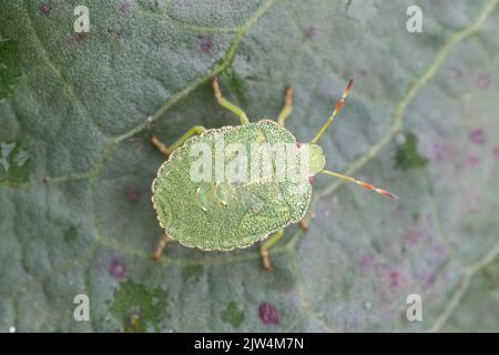 Gewöhnlicher grüner Schildbug (Palomena prasina), letzte instar Nymphe, Großbritannien Stockfoto