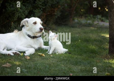 Weißer großer Hund liegt neben einem sitzenden kleinen weißen Kätzchen auf dem grünen Gras. Freundliches Treffen, Beziehungen zwischen Tieren, Bekanntschaft mit einem neuen Haustier. Stockfoto