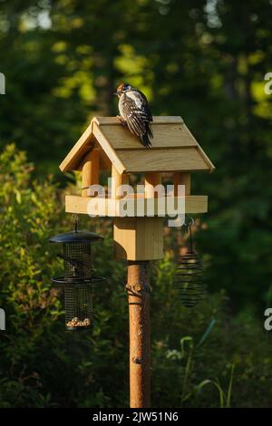 Buntspecht am Futterhäuschen Stockfoto