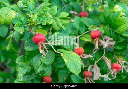 Ripe fruits rose hips or briar, wild rose, dog rose in the autumn garden. Stockfoto