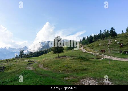 Seit Jahrhunderten sind Hirtenhütten jeden Sommer im Einsatz. Ein paar Monate bleiben der Hirte und das Vieh auf den Bohinjer Hochebenen. Stockfoto