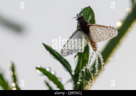 Imago von Ephemeroptera Mayfly sitzt auf Gras mit Tautropfen auf Flügeln Stockfoto