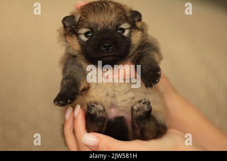 Niedliche kleine Welpen Nahaufnahme in weiblichen Händen Stockfoto