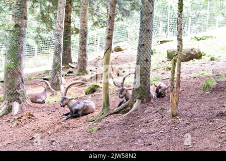 Iberischer Steinbock, der im Pyrenäenwald ruht. Stockfoto