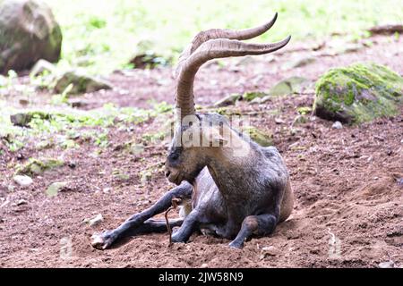 Iberischer Steinbock, der im Pyrenäenwald ruht Stockfoto