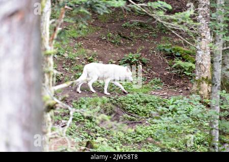 Der arktische Wolf Canis lupus arctos, auch bekannt als der weiße Wolf oder Polarwolf. Stockfoto
