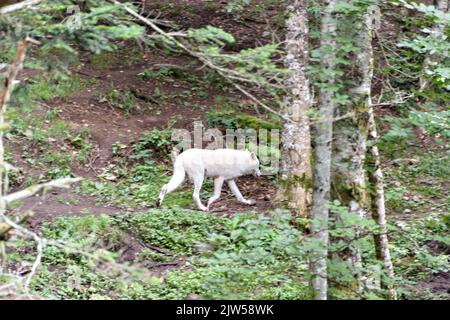 Der arktische Wolf Canis lupus arctos, auch bekannt als der weiße Wolf oder Polarwolf. Stockfoto