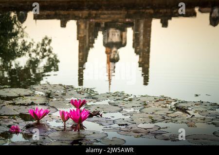 Schöne rosa Seerosen in einem Teich mit einer Spiegelung eines Gebäudes Stockfoto