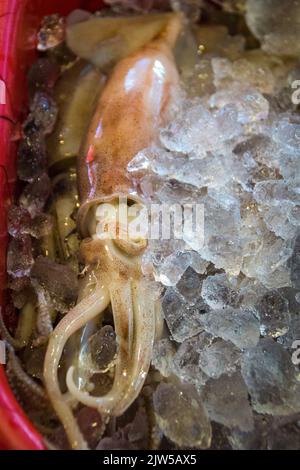 Eine vertikale Aufnahme von Tintenfisch im Eis Stockfoto