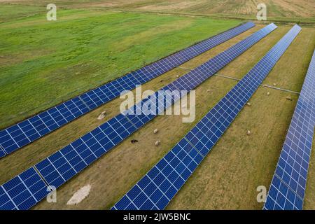 Luftaufnahme von Sonnenkollektoren und Schafen, die auf einem grünen Grasfeld fressen. Alternative Energiequelle. Stockfoto