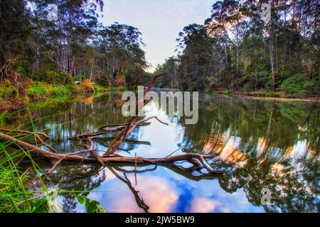 Lane Cove River im Sydney National Park - grüne Naturreservatlandschaft bei Sonnenaufgang. Stockfoto