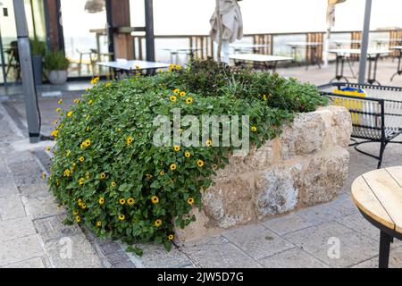 Großer Busch von Helianthus in einer Steinvase auf einem Weg im Park Stockfoto