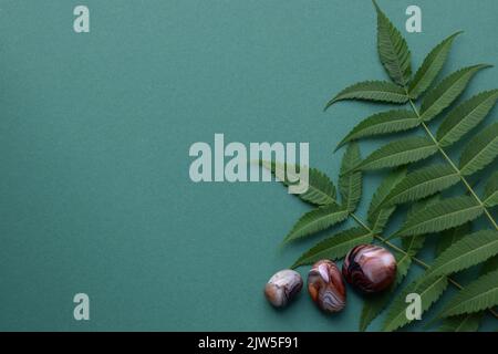Schöne runde Steine aus botswana Achat mit einem grünen Zweig auf grünem Hintergrund. Heilende Kristalle. Flach liegend, Draufsicht, Kopierbereich. Stockfoto