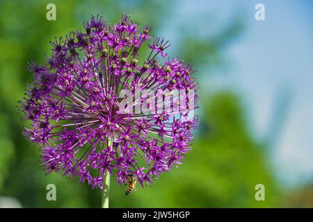 Eine selektive Fokusaufnahme einer Zwiebelblume Stockfoto