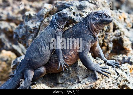 Nahaufnahme von zwei marinen Leguanen, die sich auf einem großen Felsen an einem Ufer mit verschwommenem Hintergrund paaren Stockfoto