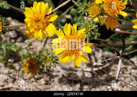 Gelb blühende Racemose strahlen Kopfblüten von Encelia Virginensis, Asteraceae, einheimischem Strauch in der Coachella Valley Desert, Frühling. Stockfoto