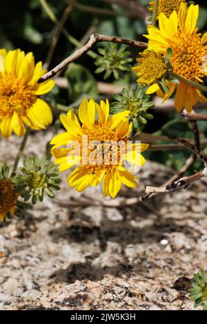 Gelb blühende Racemose strahlen Kopfblüten von Encelia Virginensis, Asteraceae, einheimischem Strauch in der Coachella Valley Desert, Frühling. Stockfoto