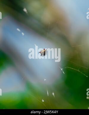 Ein vertikaler, flacher Fokus einer Orbweberspinne Gasteracantha cancriformis Stockfoto