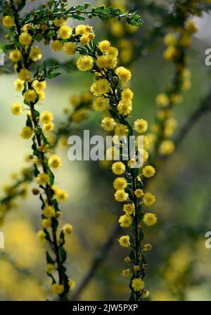 Nahaufnahme von gelben Blüten, Blättern und Dornen des australischen einheimischen Strauches Acacia paradoxa, Familie Fabaceae. Endemisch zu offenen Wald in allen Staaten Stockfoto