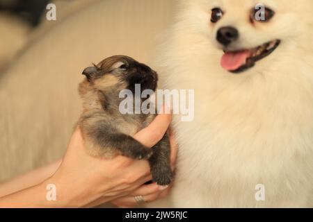 Pommern. Cute flauschig liebenswert Pommern und kleinen Welpen Stockfoto