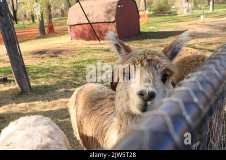 Brown Alpaca am Zaun Grußwort Besucher mit Red Barn im Hintergrund Stockfoto