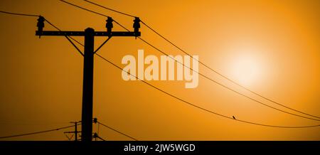 Ein Vogel auf einem Draht bei Sonnenuntergang. Stockfoto