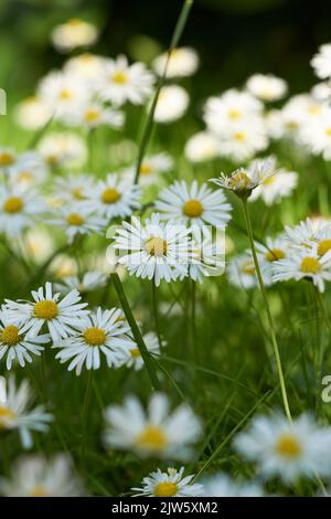 Daisy - Marguerite. Gartenfotos - die schöne Gänseblümchen - Marguerite. Dekoration. Stockfoto