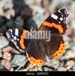 Roter Admiral, Amiralfjäril (Vanessa atalanta) Stockfoto