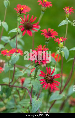 „Rote Spinne“, peruanische Zinnia, Spindelzinnia (Zinnia peruviana) Stockfoto