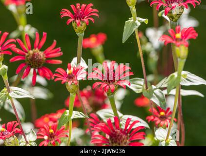 „Rote Spinne“, peruanische Zinnia, Spindelzinnia (Zinnia peruviana) Stockfoto