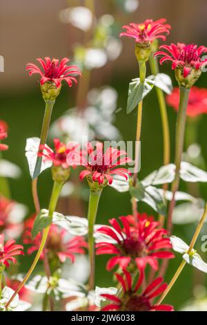 „Rote Spinne“, peruanische Zinnia, Spindelzinnia (Zinnia peruviana) Stockfoto