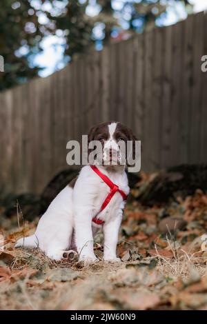 Portrait eines englischen Springer Spaniel Welpen im Herbsthof Stockfoto