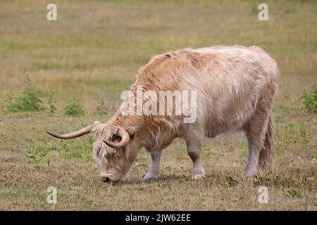 Highland Cow grast auf Präriegraslandweiden in Alberta, Kanada Stockfoto