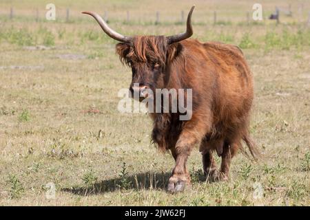 Highland Cow auf einem Spaziergang durch die Präriewiese in Alberta, Canadag Stockfoto