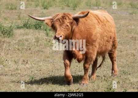 Highland Cow beim Spaziergang durch Präriewiesen in Alberta, Kanada. Stockfoto