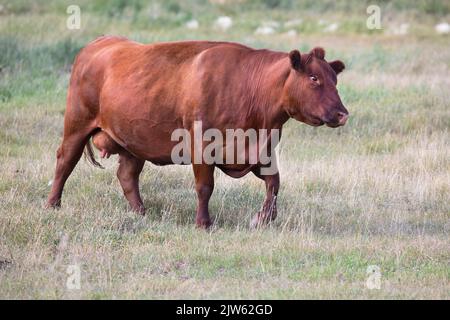 Red Angus Cow, die auf einer Ranch im Süden von Alberta, Kanada, durch Präriegraswiesen geht Stockfoto