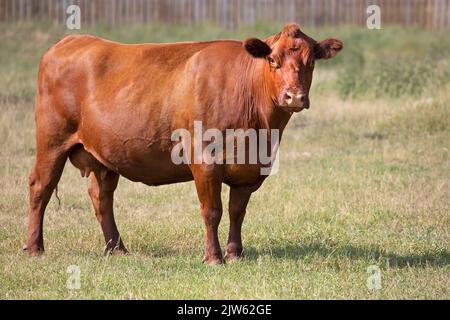 Rote Angus-Kuh, die im Freien auf der Farm auf den kanadischen Prärien in Alberta steht Stockfoto