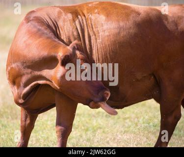 Die Red Angus Kuh, die sich mit der Zunge an einem Insektenschwarm leckt, stöhnt Stockfoto