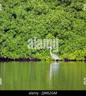 Großer Blaureiher (Ardea herodias), der auf der Insel Santiago auf den Galapagos-Inseln, Ecuador, durch einen Küstenwald mit Mangrovenwäldern waten kann Stockfoto