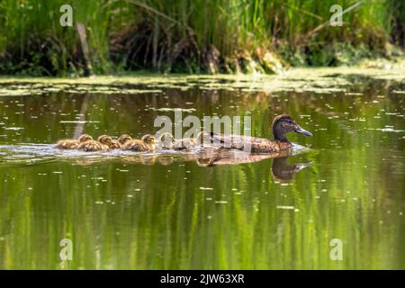 Eine Zimt-Teal-Mutter mit sechs ihrer Enten schwimmt in einem Wetland-Fluss mit einem bunten grünen Hintergrund. Stockfoto